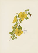 Ellen Willmott Roses 1914 Rosa Foetida - Panteek Antique Prints