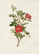 Ellen Willmott Roses 1914 Rosa Foetida - Panteek Antique Prints