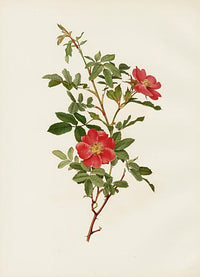 Ellen Willmott Roses 1914 Rosa Foetida - Panteek Antique Prints