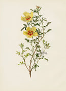 Ellen Willmott Roses 1914 Rosa Hardii - Panteek Antique Prints