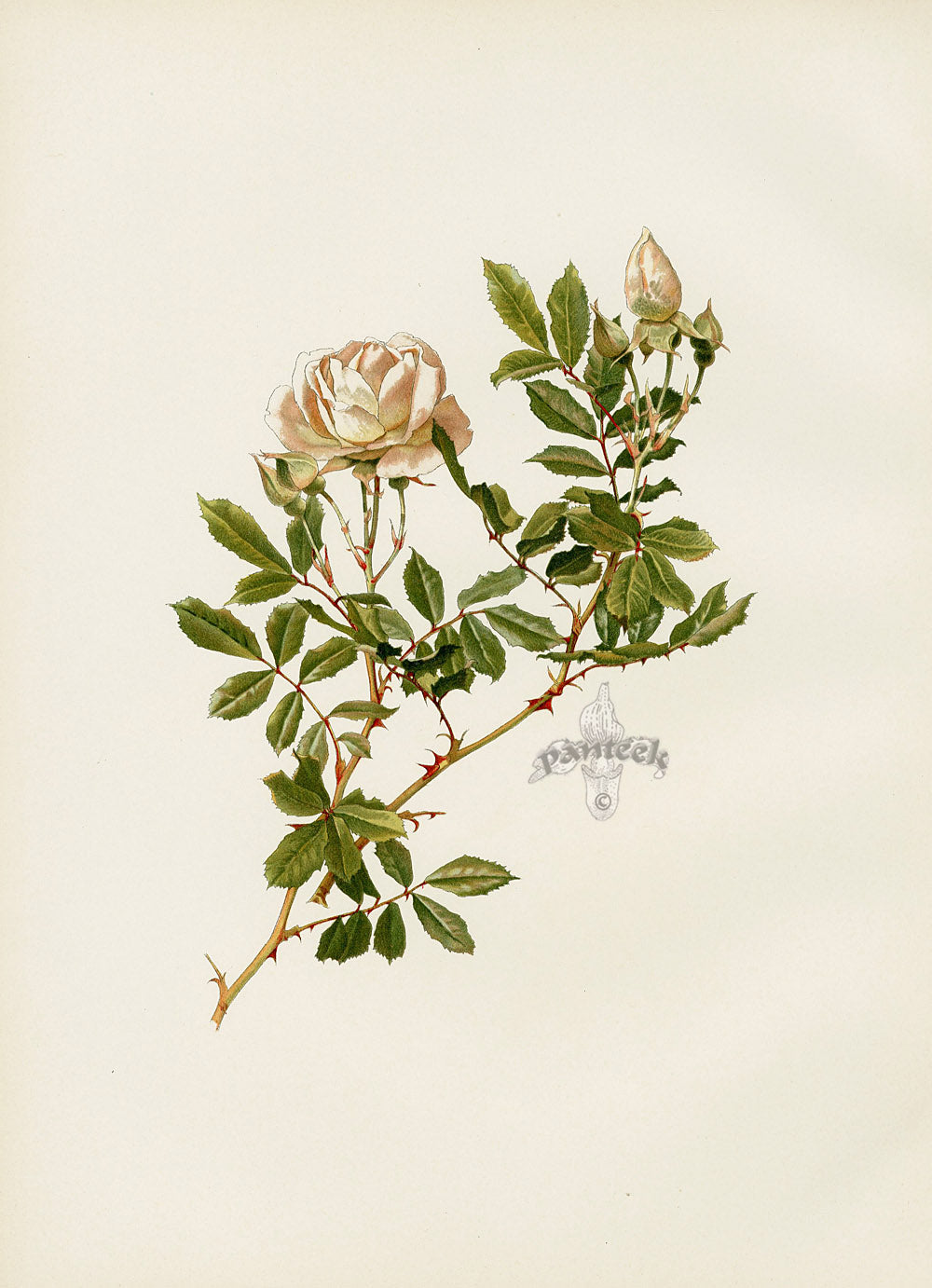 Ellen Willmott Roses 1914 Rosa Involucrata