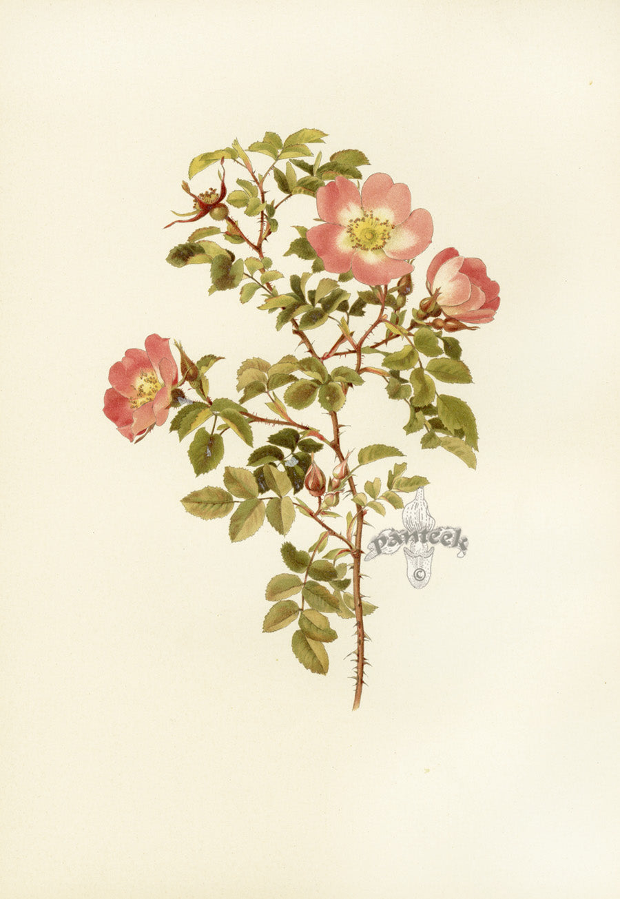 Ellen Willmott Roses 1914 Rosa Involuta