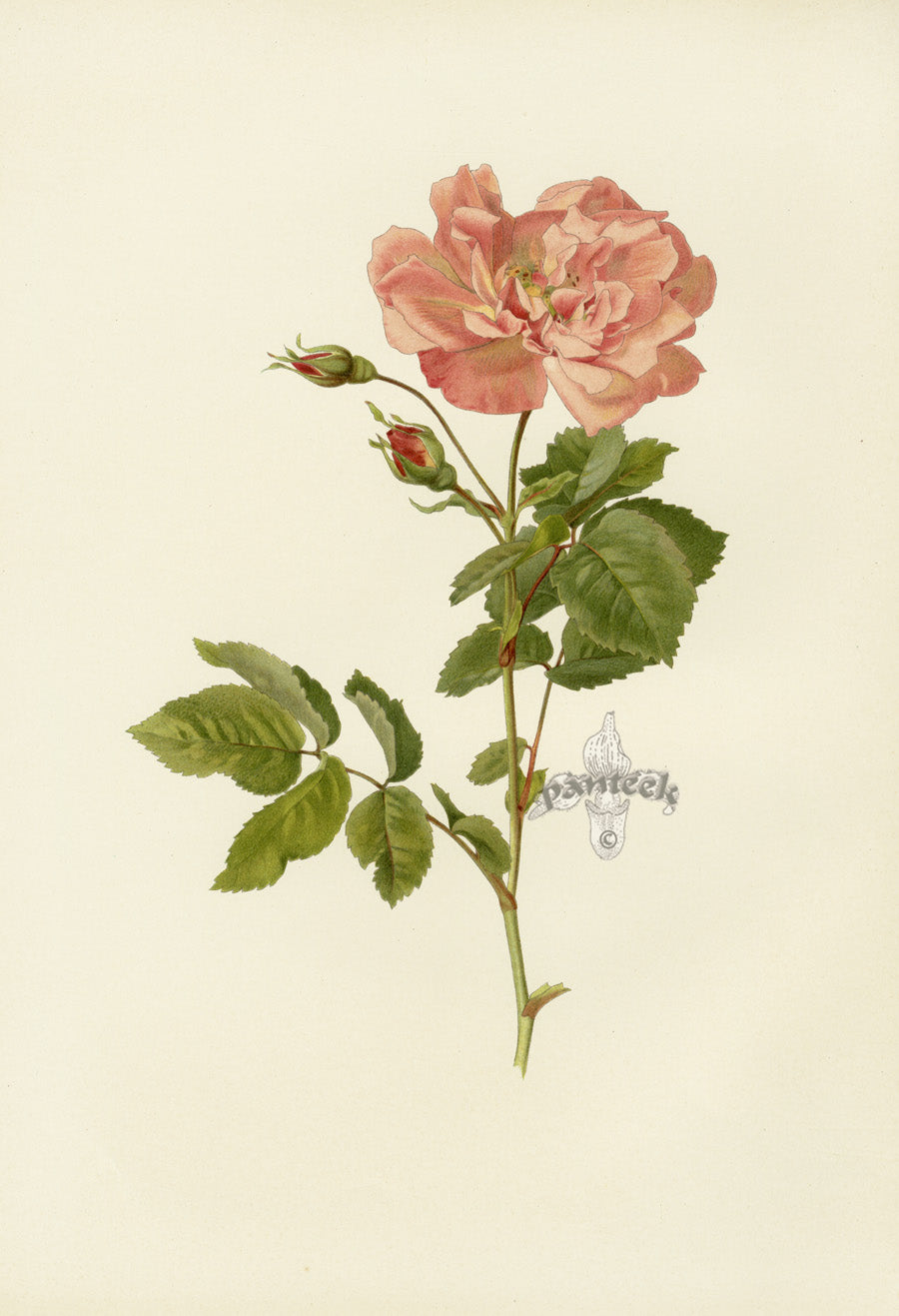 Ellen Willmott Roses 1914 Rosa L'heritieranea