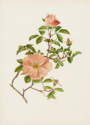 Ellen Willmott Roses 1914 Rosa Laevigata - Panteek Antique Prints