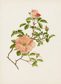 Ellen Willmott Roses 1914 Rosa Laevigata - Panteek Antique Prints