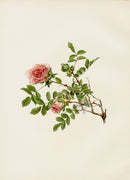 Ellen Willmott Roses 1914 Rosa Microphylla - Panteek Antique Prints