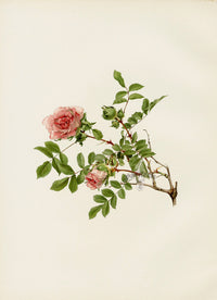 Ellen Willmott Roses 1914 Rosa Microphylla - Panteek Antique Prints