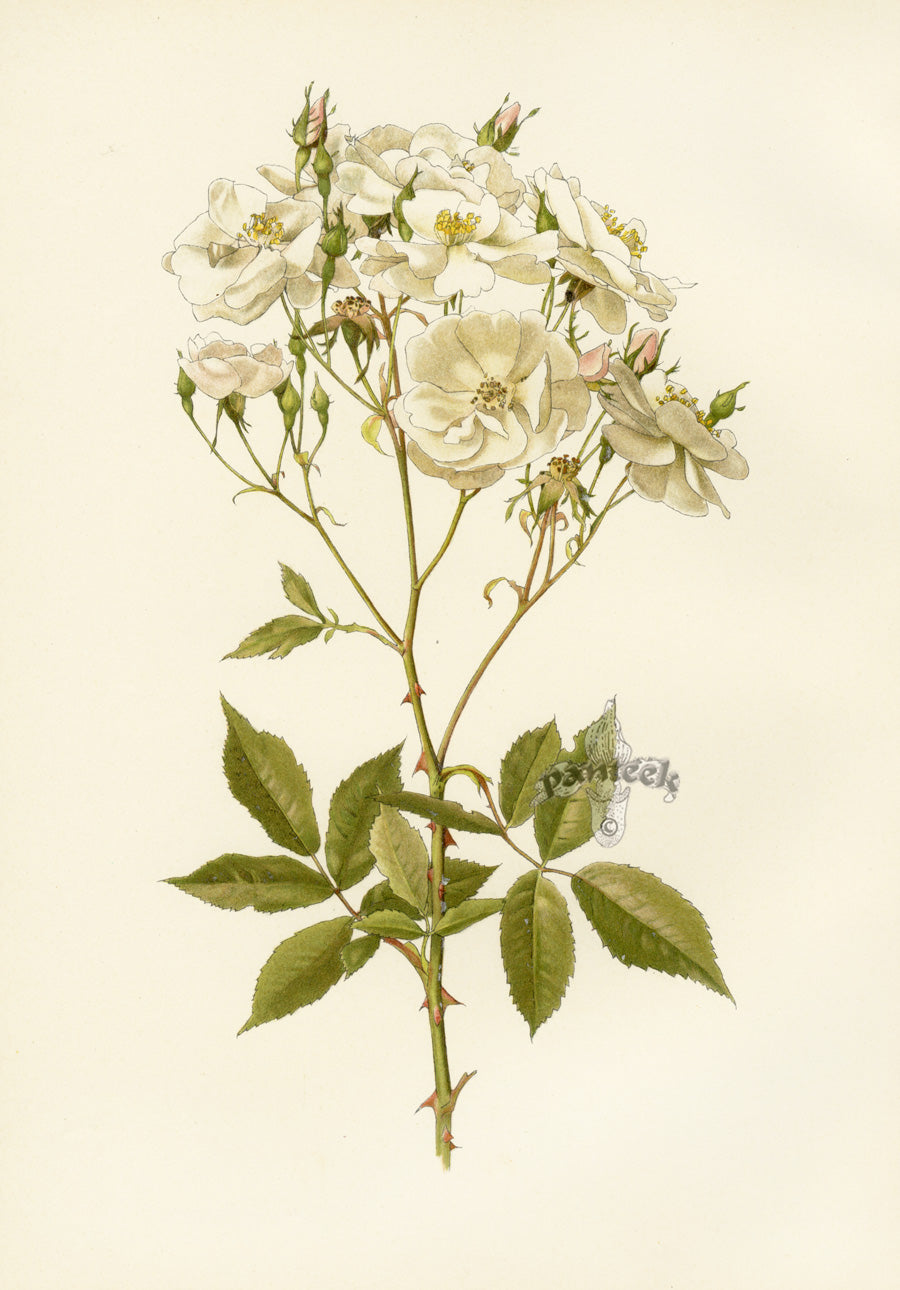 Ellen Willmott Roses 1914 Rosa Moschata