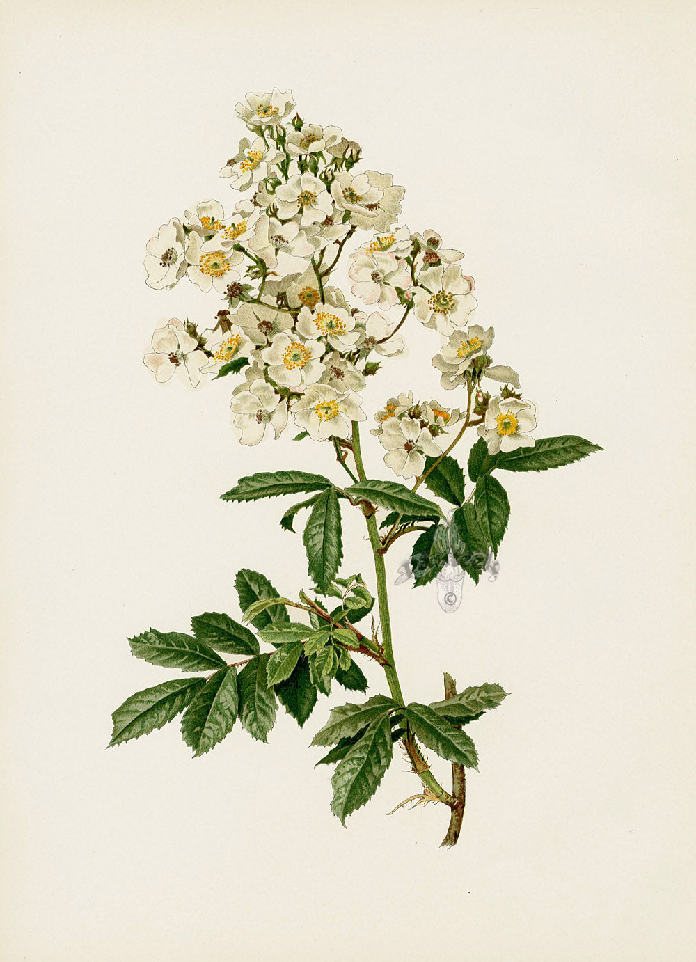 Ellen Willmott Roses 1914 Rosa Multiflora