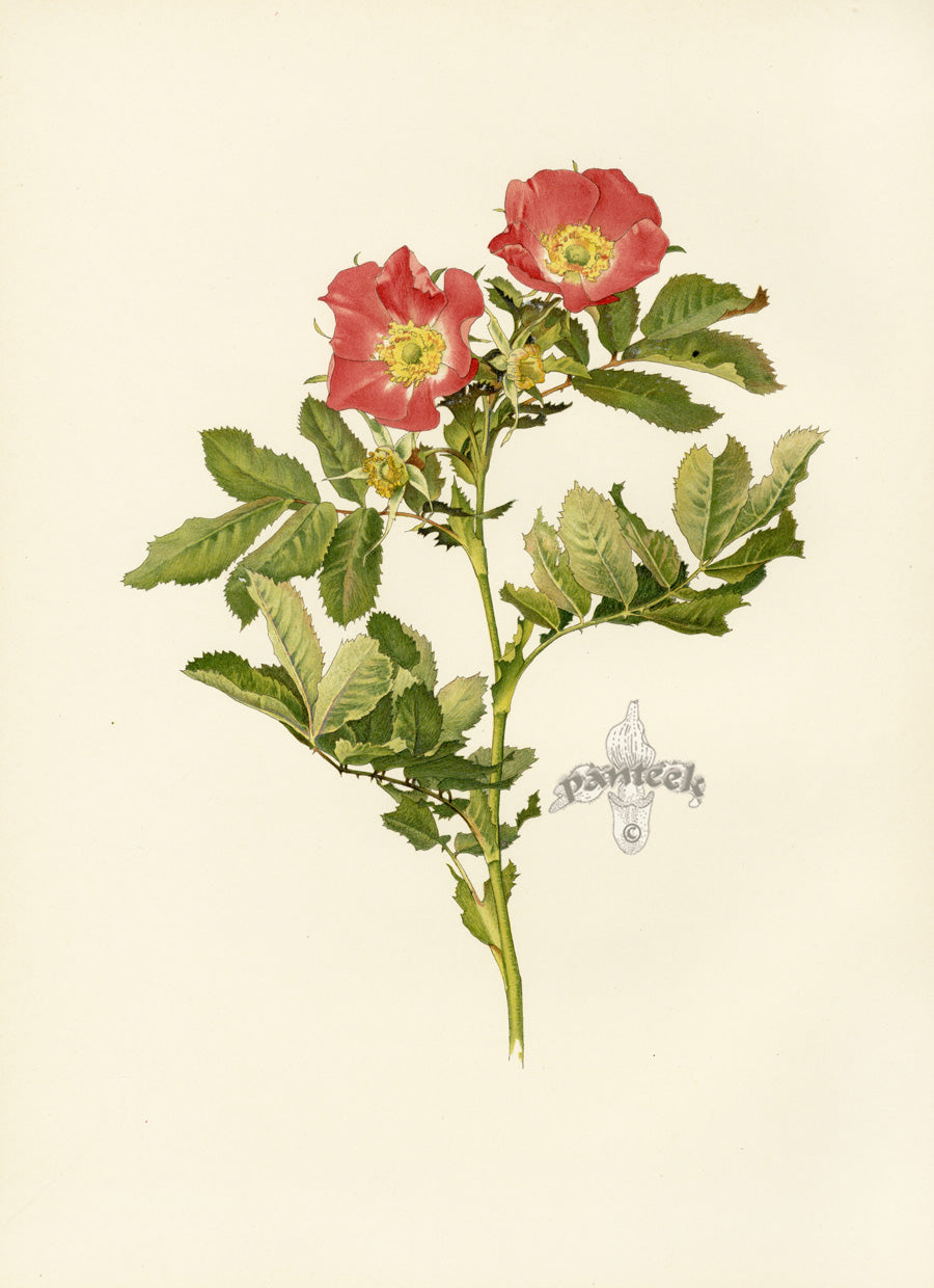 Ellen Willmott Roses 1914 Rosa Pratincola