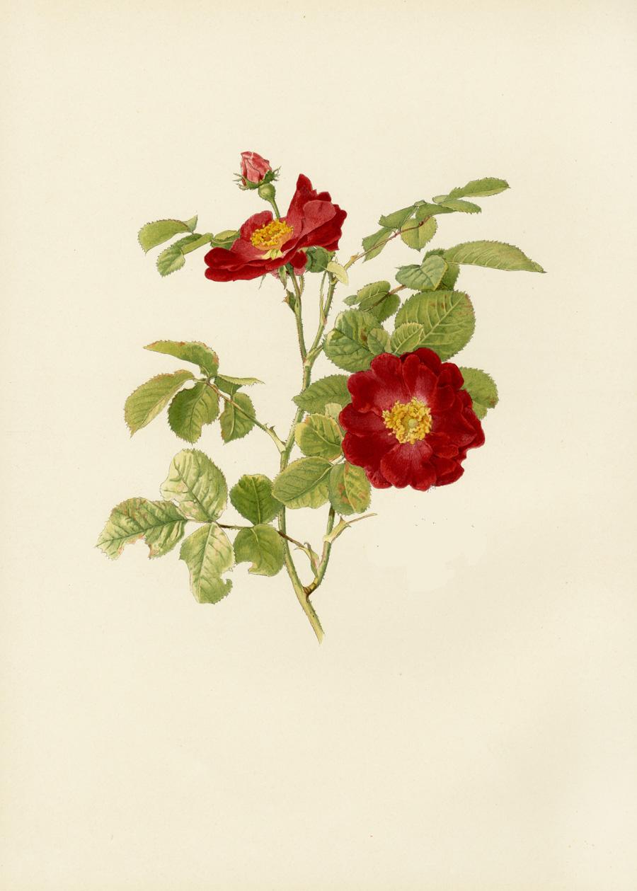 Ellen Willmott Roses 1914 Rosa Provincialis