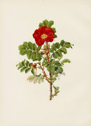 Ellen Willmott Roses 1914 Rosa Rugosa - Panteek Antique Prints