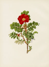 Ellen Willmott Roses 1914 Rosa Rugosa - Panteek Antique Prints
