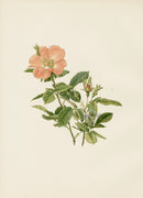 Ellen Willmott Roses 1914 Rosa Sancta - Panteek Antique Prints