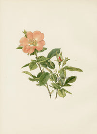 Ellen Willmott Roses 1914 Rosa Sancta - Panteek Antique Prints