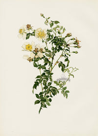 Ellen Willmott Roses 1914 Rosa Sempervirens - Panteek Antique Prints