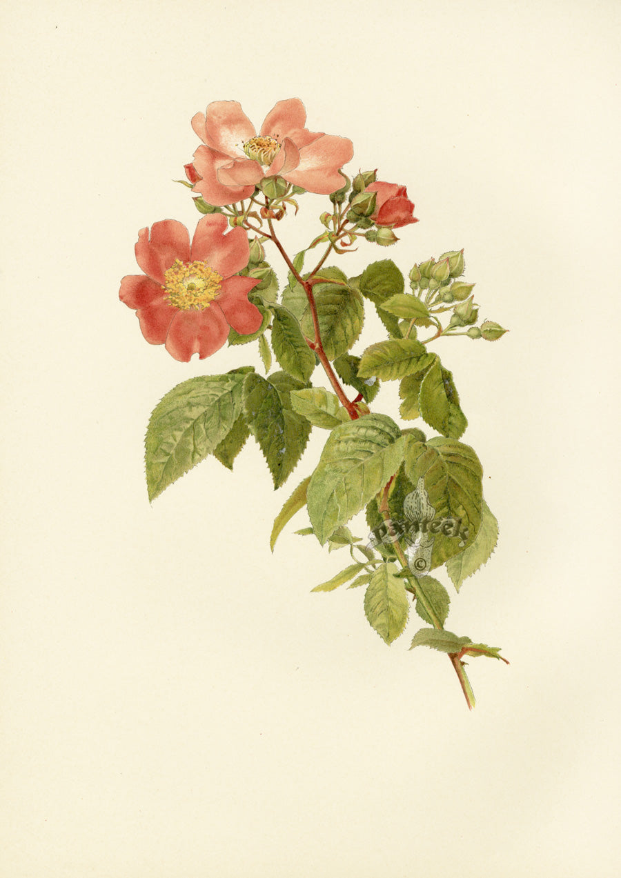 Ellen Willmott Roses 1914 Rosa Setigera