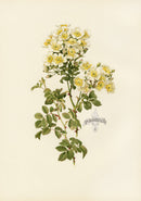 Ellen Willmott Roses 1914 Rosa Soulieana - Panteek Antique Prints