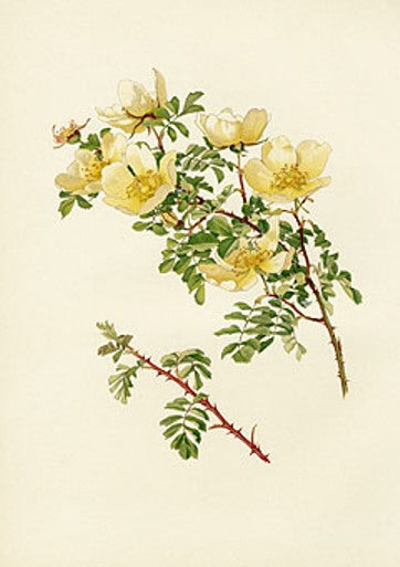 Ellen Willmott Roses 1914 Rosa Spinosissima