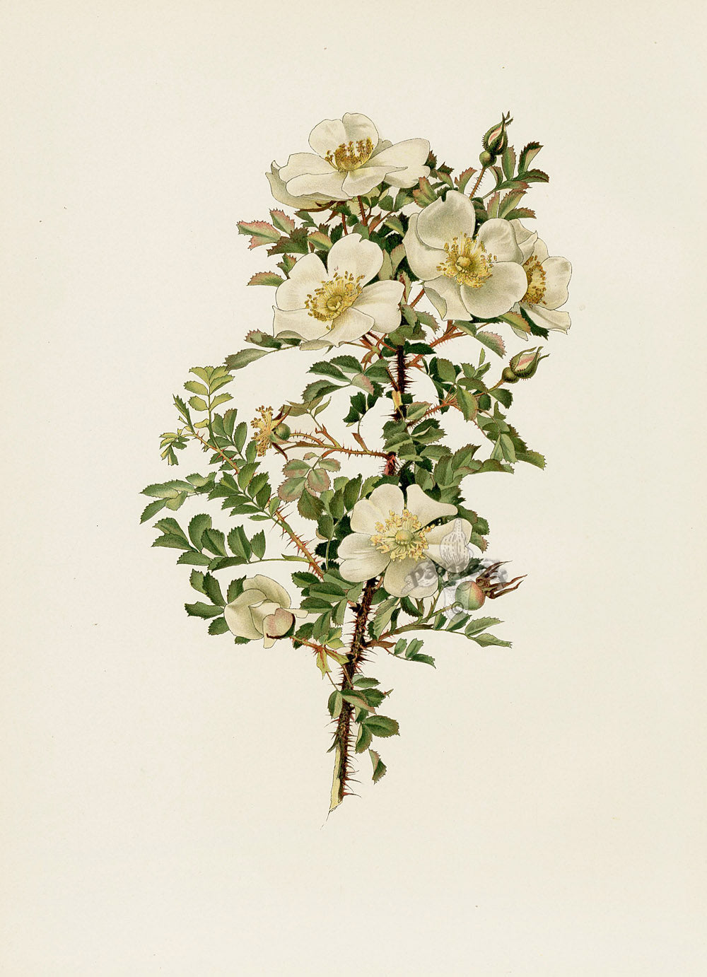 Ellen Willmott Roses 1914 Rosa Spinosissima Myr