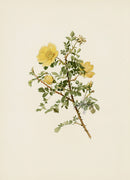 Ellen Willmott Roses 1914 Rosa Spinosissima Och - Panteek Antique Prints