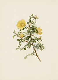 Ellen Willmott Roses 1914 Rosa Spinosissima Och - Panteek Antique Prints