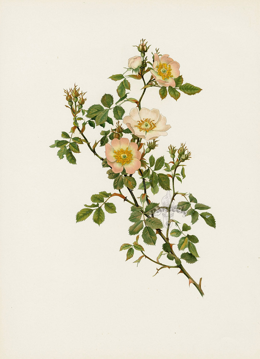Ellen Willmott Roses 1914 Rosa Stylosa