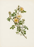 Ellen Willmott Roses 1914 Rosa Stylosa - Panteek Antique Prints