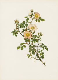 Ellen Willmott Roses 1914 Rosa Stylosa - Panteek Antique Prints