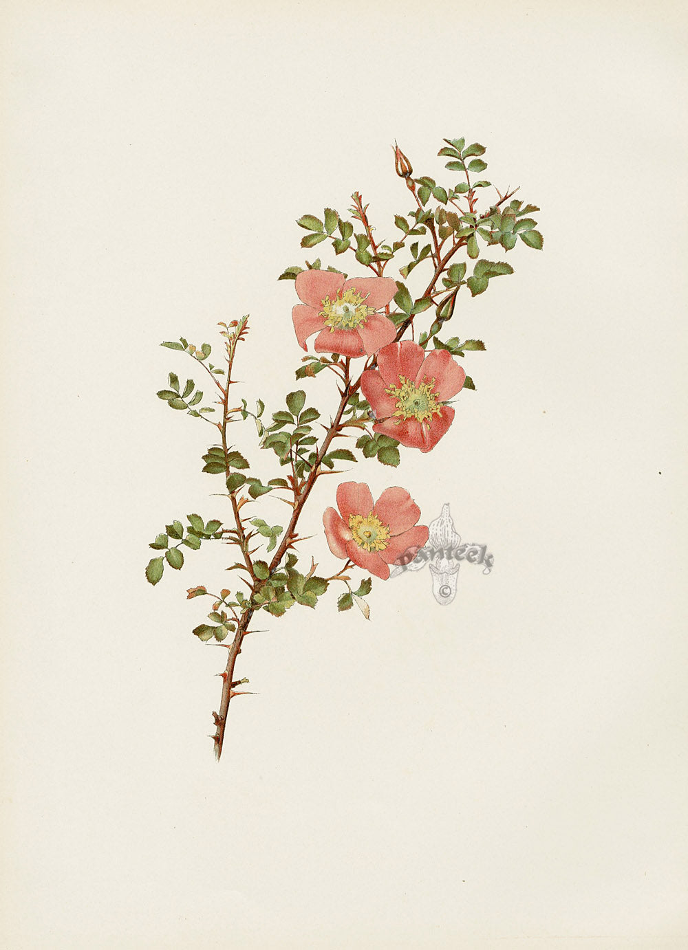 Ellen Willmott Roses 1914 Rosa Webbiana