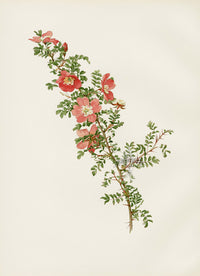 Ellen Willmott Roses 1914 Rosa Willmottiae - Panteek Antique Prints
