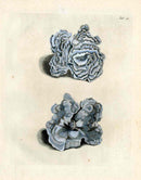 Ellis Antique Engraving Blue Coral - Panteek Antique Prints