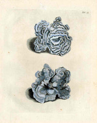 Ellis Antique Engraving Blue Coral - Panteek Antique Prints