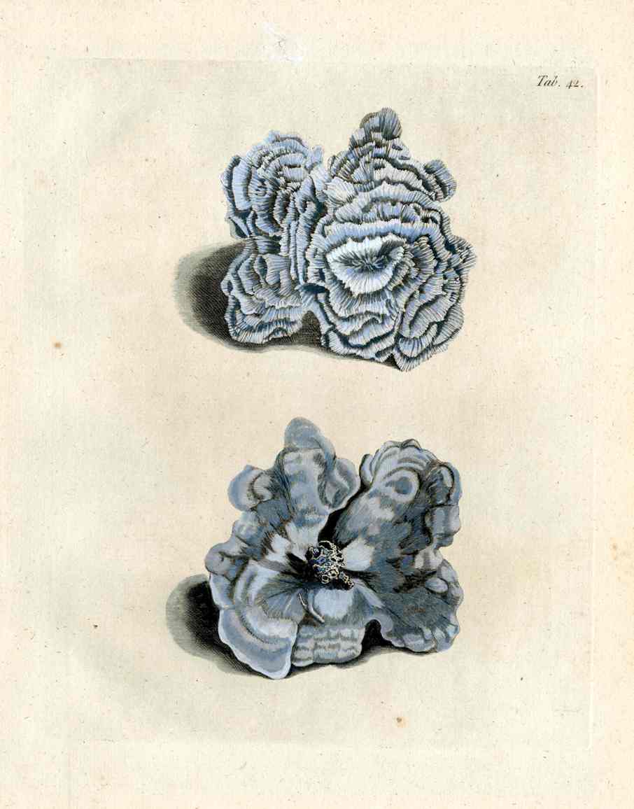 Ellis Antique Engraving Blue Coral