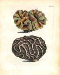 Ellis Antique Engraving Boulder Brain Coral - Panteek Antique Prints
