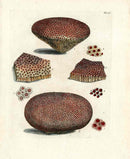 Ellis Antique Engraving Boulder Star Coral - Panteek Antique Prints