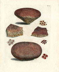 Ellis Antique Engraving Boulder Star Coral - Panteek Antique Prints