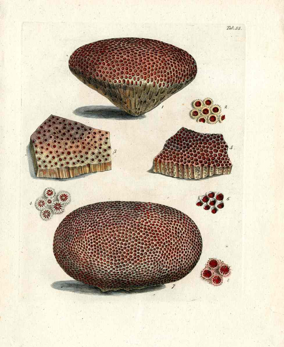 Ellis Antique Engraving Boulder Star Coral