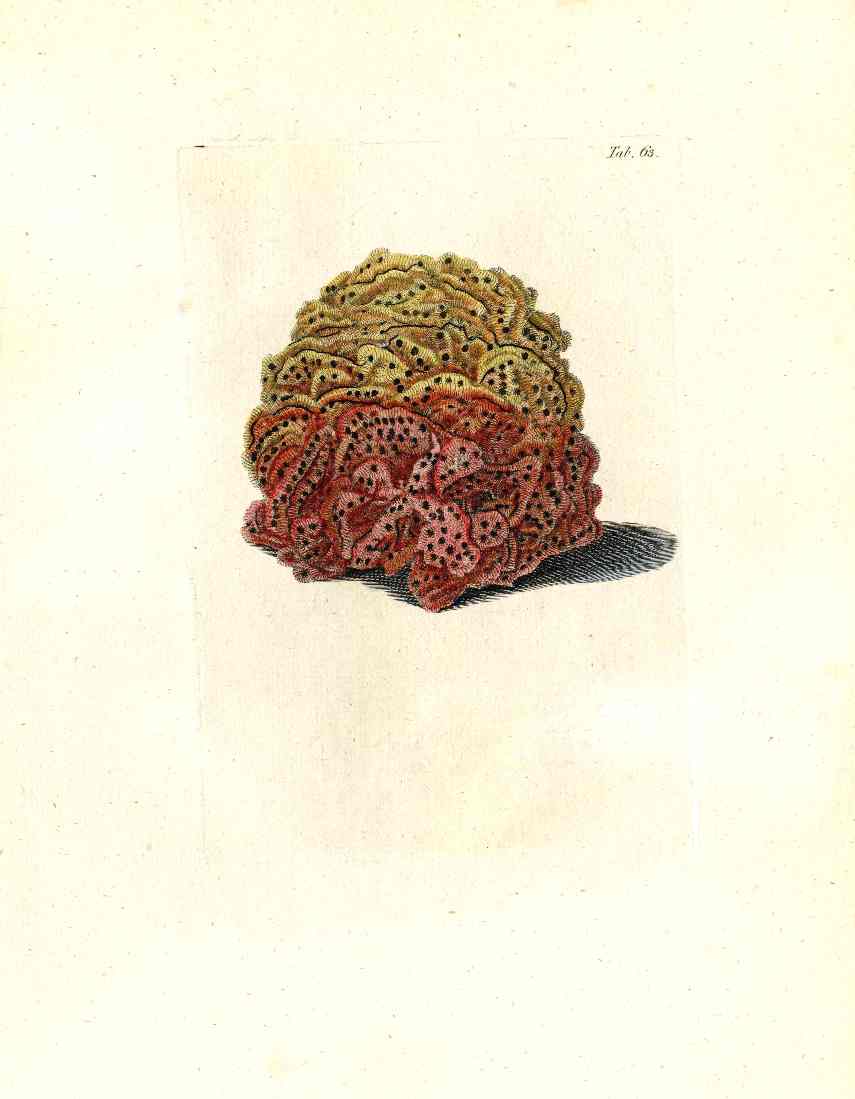 Ellis Antique Engraving Brain Coral