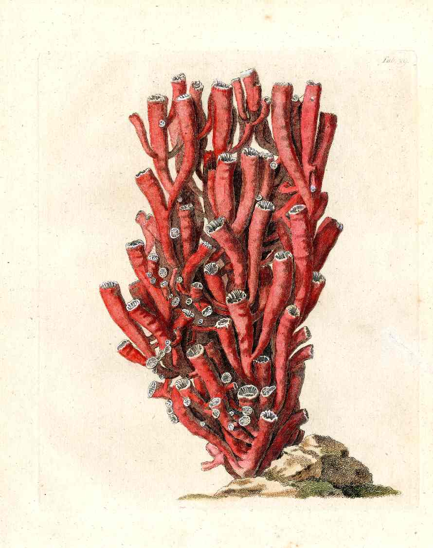 Ellis Antique Engraving Corallium Rubrum