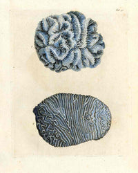 Ellis Antique Engraving Crested Indian Coral - Panteek Antique Prints