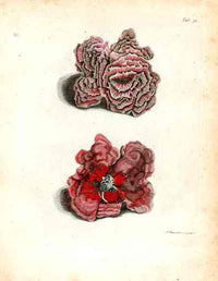 Ellis Antique Engraving Curled Madrepore - Panteek Antique Prints