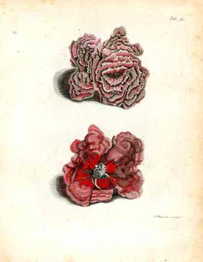 Ellis Antique Engraving Curled Madrepore