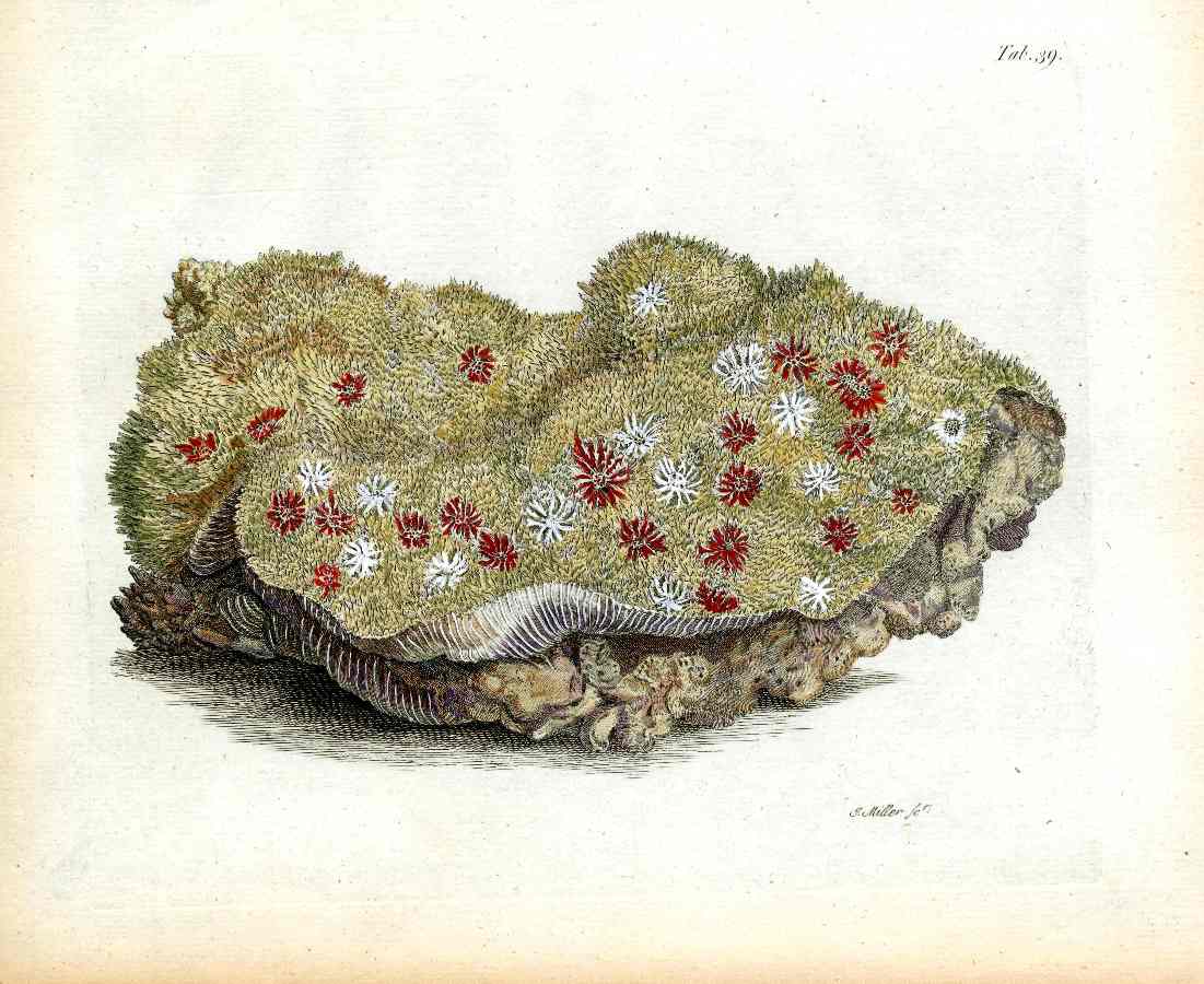 Ellis Antique Engraving Favia Coral