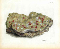 Ellis Antique Engraving Favia Coral - Panteek Antique Prints