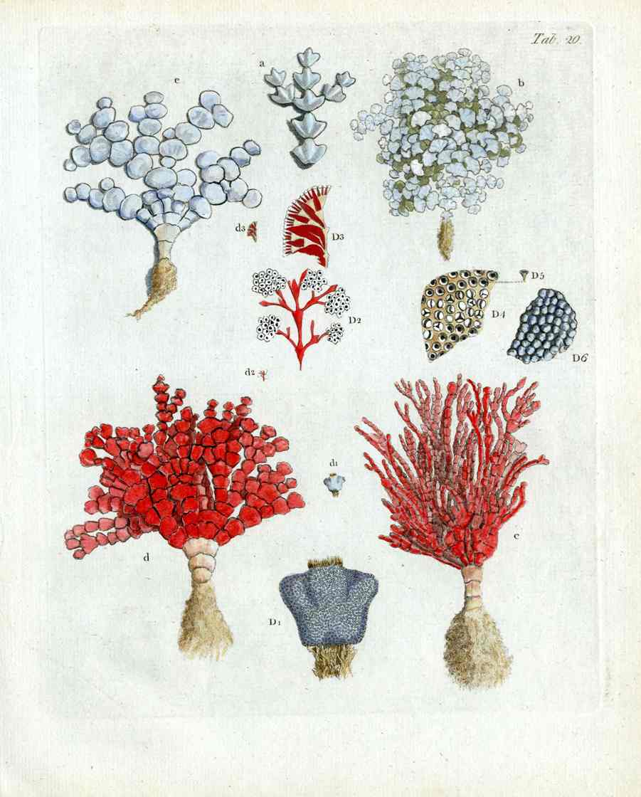 Ellis Antique Engraving Fire Coral