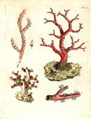 Ellis Antique Engraving Gorgonian Coral - Panteek Antique Prints