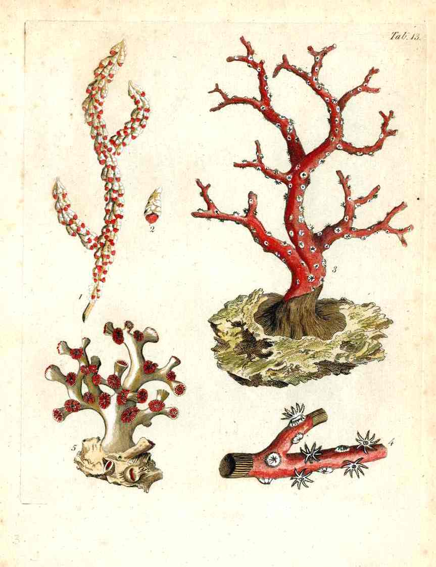 Ellis Antique Engraving Gorgonian Coral