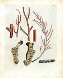 Ellis Antique Engraving Jointed Red Coral - Panteek Antique Prints