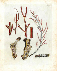 Ellis Antique Engraving Jointed Red Coral - Panteek Antique Prints